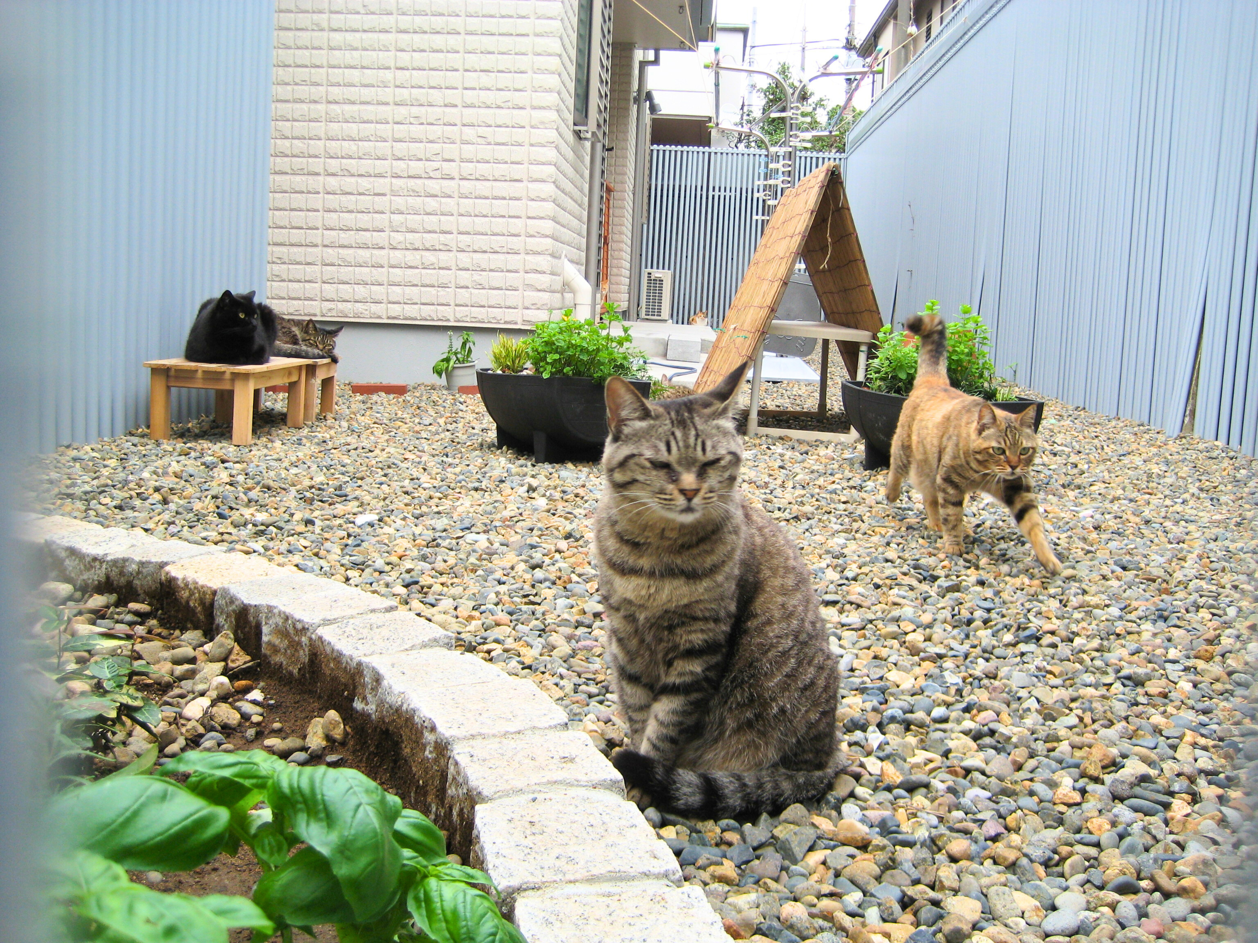 猫の庭の写真