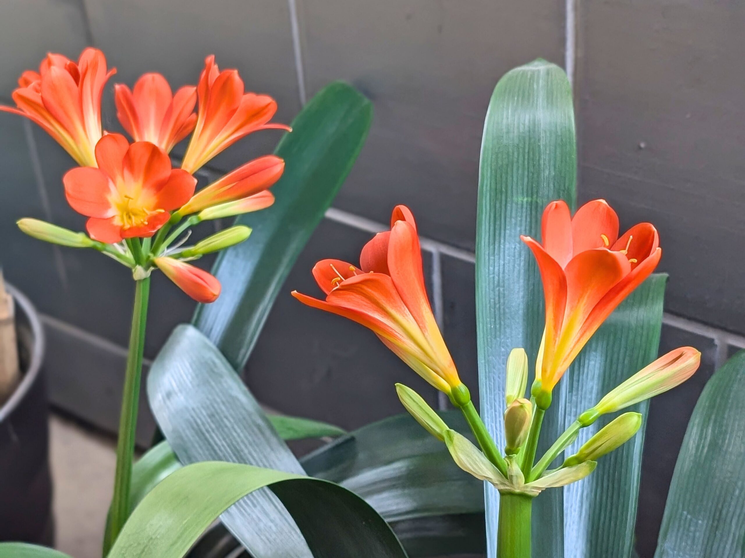 クンシランの花が咲きました! – 有限会社廣瀬造園│千葉県香取市