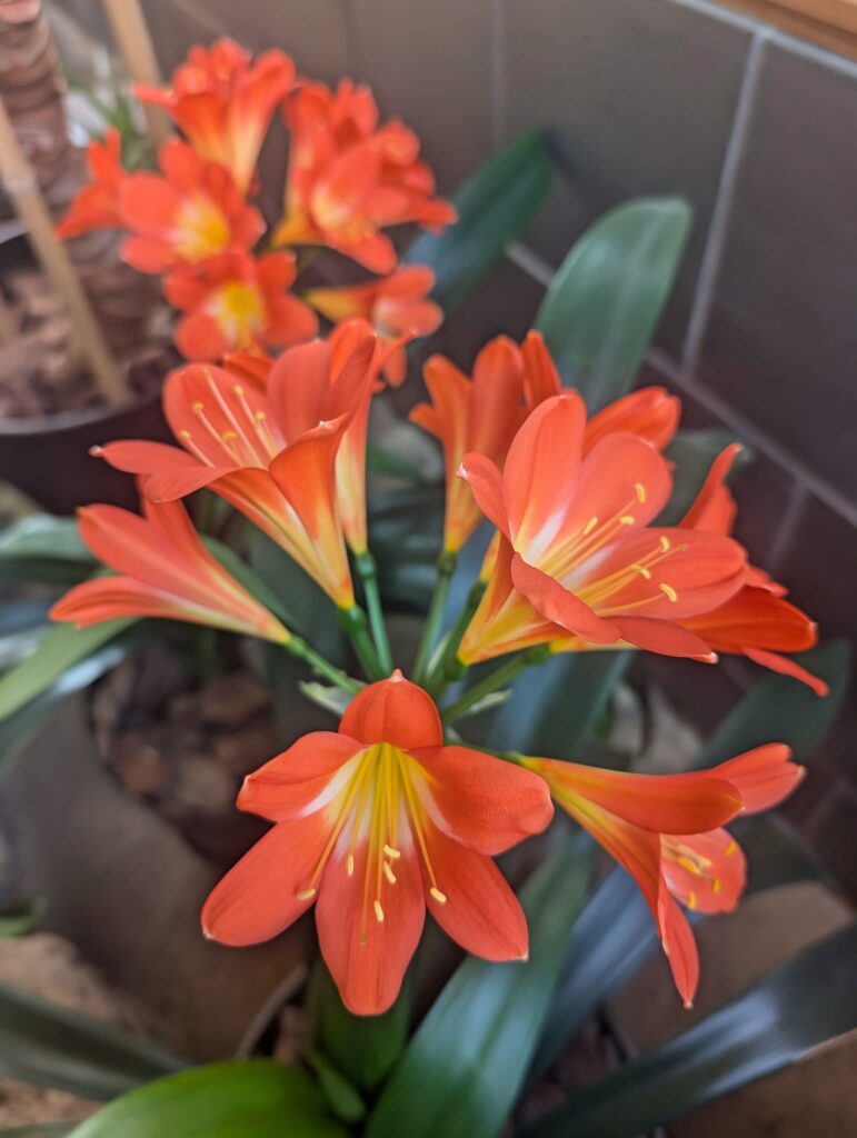 クンシランの花が咲きました! – 有限会社廣瀬造園│千葉県香取市