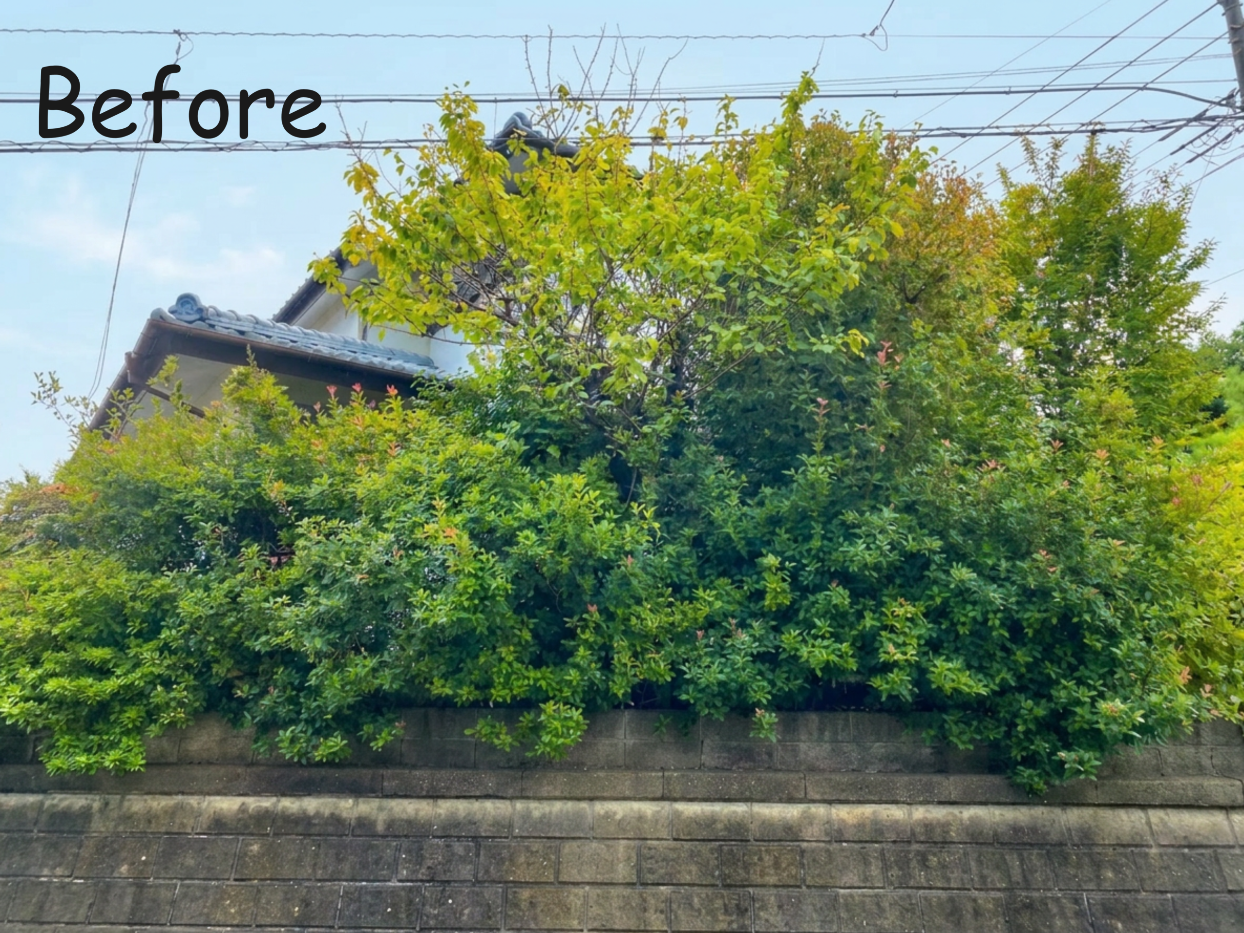 庭木の手入れの写真